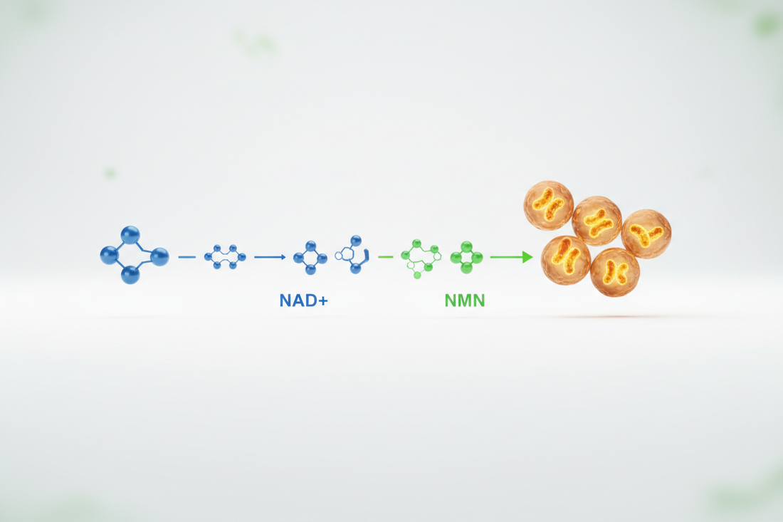 NAD+ vs NMN: What's the Difference?