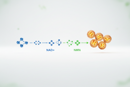 NAD+ vs NMN: What's the Difference?