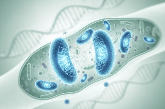 What Are Mitochondria? Understanding Your Body's Powerhouses
