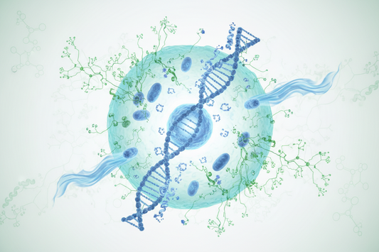 What Are Sirtuins? Understanding the Proteins That Help Maintain Healthy Cells